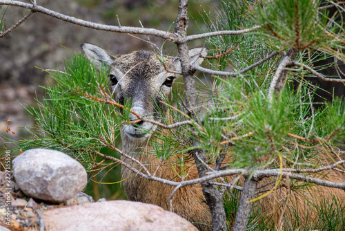 Fotografie Jeune mouflon camouflé
