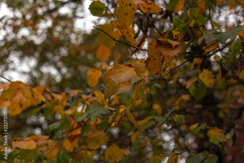autumn leaves in the forest