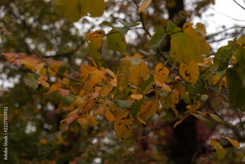 maple leaves in autumn