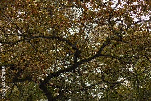 oak tree in autumn