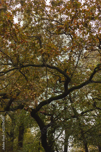 trees in autumn