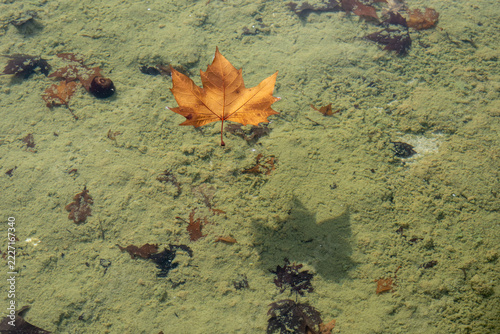 Ahornblätter treiben auf der Wasseroberfläche