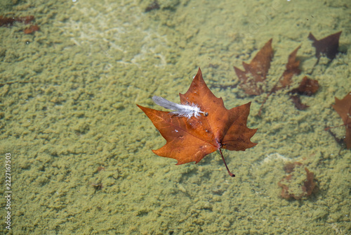 Ahornblätter treiben auf der Wasseroberfläche