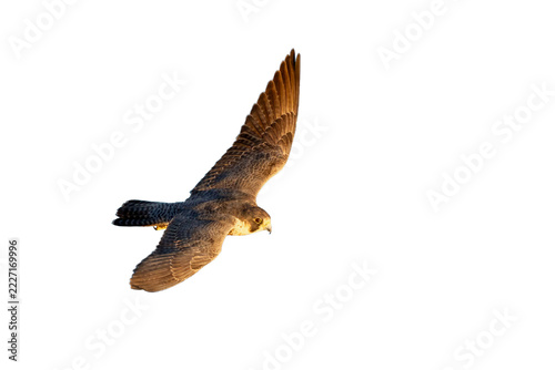 Peregrine falcon flying in golden light isolated on black background