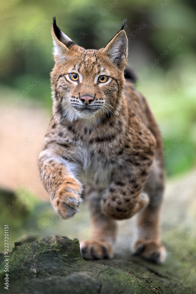 Fototapeta premium Cute and playful lynx cubs