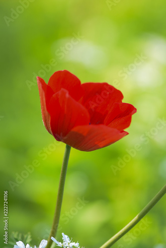 Red Anemone Flower and Bud Blooming in Green Spring Garden