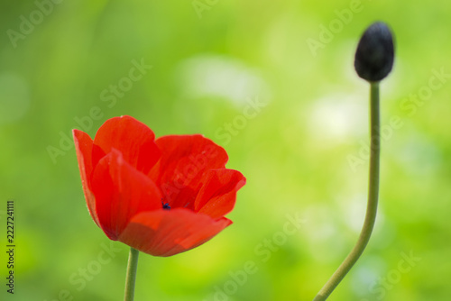 Red Anemone Flower and Bud Blooming in Green Spring Garden