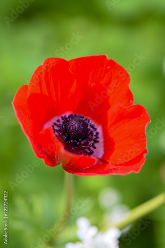 Red Anemone Flower and Bud Blooming in Green Spring Garden