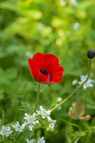 Red Anemone Flower and Bud Blooming in Green Spring Garden