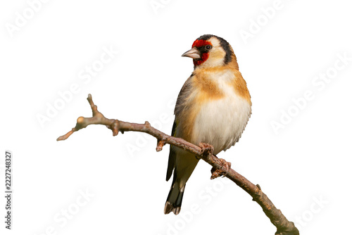 European goldfinch perched on tree branch isolated on black background