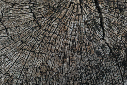 wood texture background