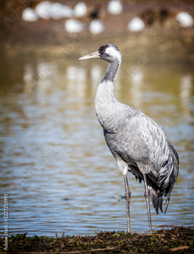 Close up of a Crane standing at waters edge in Gliucestershire, UK