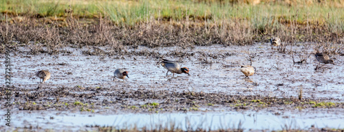 Close up of a group of Teal ducks sifting for food in mudflats in Gloucestershire, UK