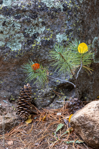 Smallest Christmas Tree