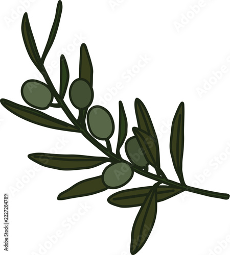 olive branch vector illustration