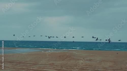 Seabirds fly above Newport Beach shoreline against the ocean horizon during cloudy coastal weather.