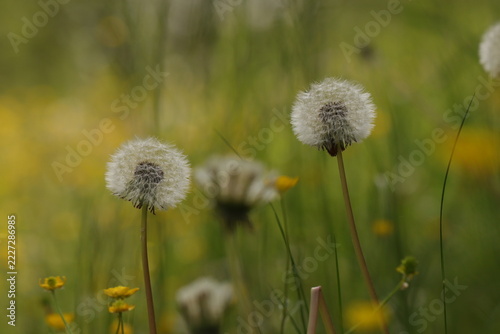 fiore di dente di leone in primavera al tramonto