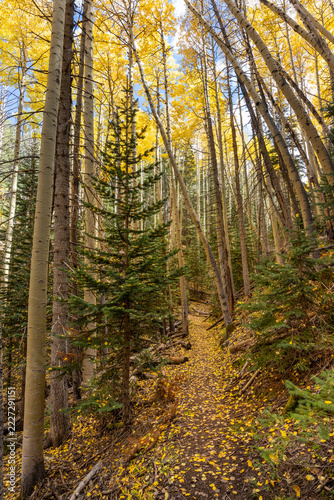 Golden Trail