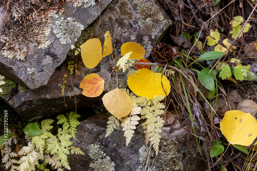 Aspen Leaves and Ferns in Autumn