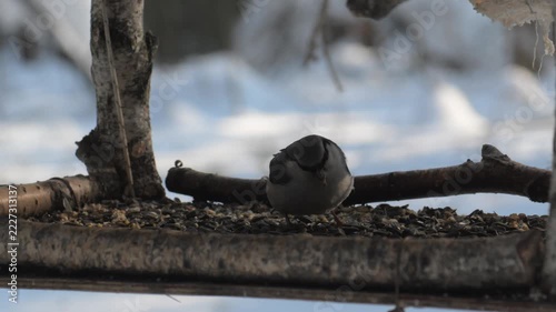 Chickadee eating seeds on wooden feeder