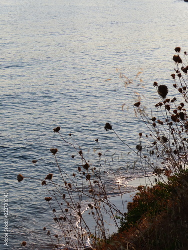 Sticker Silhouette of dry coastal plants against calm sea water at sunset in Crete Greec