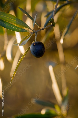 Ripe black olive fruit on branch during sunset