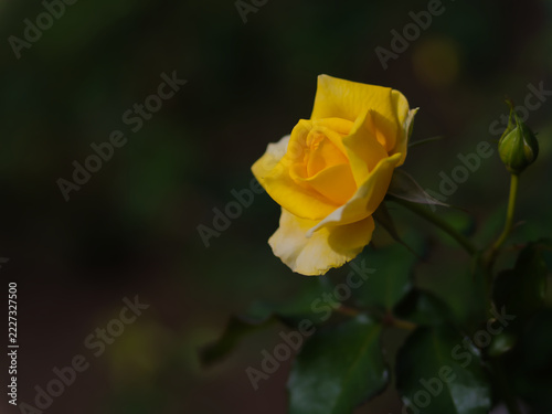 10月に小振りに咲いた黄色のバラの花「ゴールドバニー」