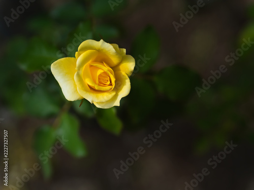 10月に小振りに咲いた黄色のバラの花「ゴールドバニー」