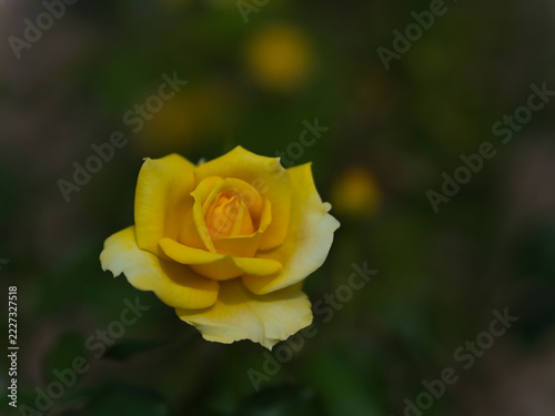 10月に小振りに咲いた黄色のバラの花「ゴールドバニー」