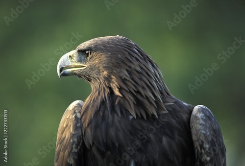 Golden eagle (Aquila crysaetos)