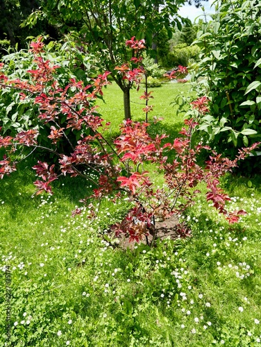 Blireiana plum Prunus × blireiana (P. cerasifera × P. mume.) with fruits in Romania