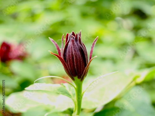 Western sweetshrub (Calycanthus occidentalis) flowering in Romania