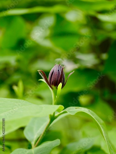 Western sweetshrub (Calycanthus occidentalis) flowering in Romania