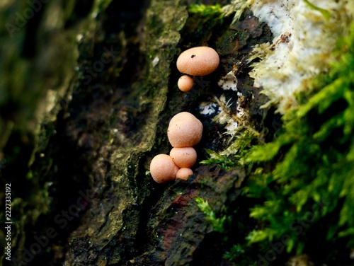 Wolf’s milk (Lycogala epidendrum) forming fruiting bodies on wood in Sweden