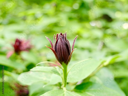 Western sweetshrub (Calycanthus occidentalis) flowering in Romania