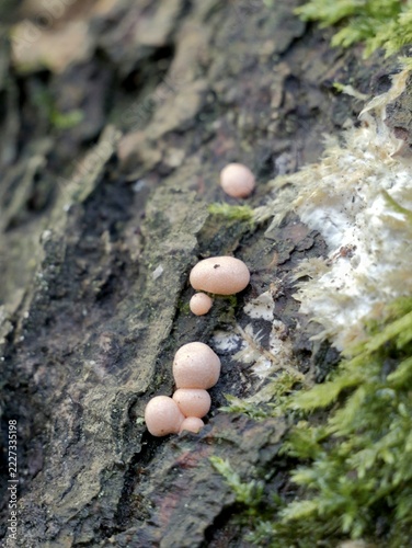Wolf’s milk (Lycogala epidendrum) forming fruiting bodies on wood in Sweden