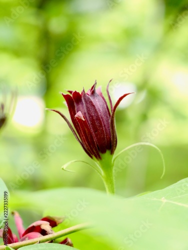 Western sweetshrub (Calycanthus occidentalis) flowering in Romania