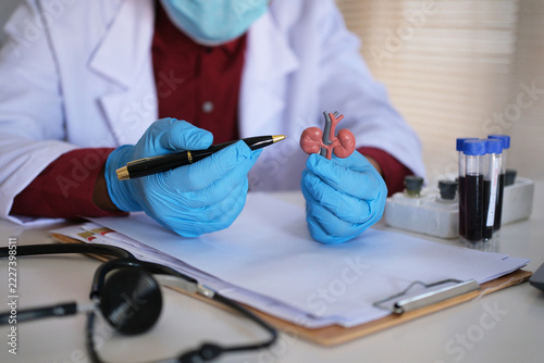 Fotografie A doctor holds a kidney model to explain human anatomy to a patient