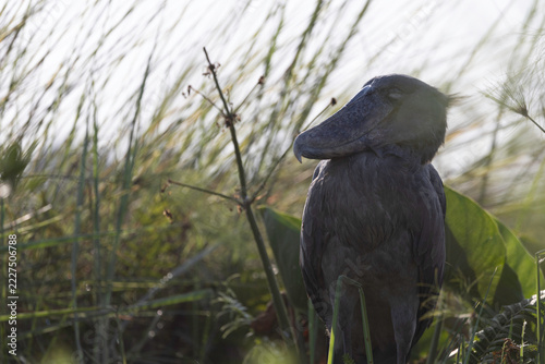 A majestic shoebill stork dozing in tall grass