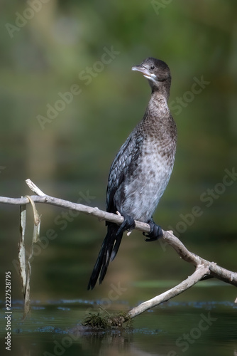 The pygmy cormorant perched on a branch