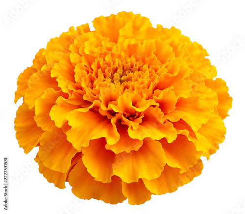 Traditional Indian Marigold Toran Garland with Mango Leaves Isolated on Transparent Background