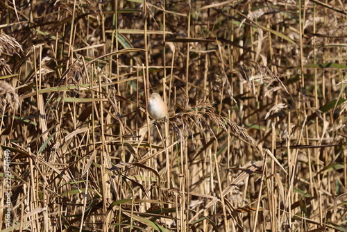 the female bearded tit (Panurus biarmicus)