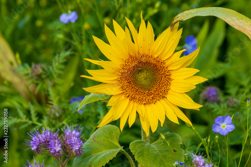 Sennenblume