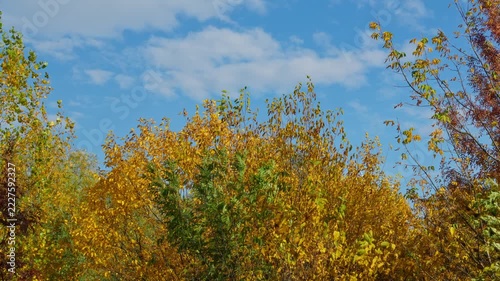 Beautiful autumn landscape featuring bright yellow and golden tree branches reaching towards a sunny blue sky with soft white clouds in the background