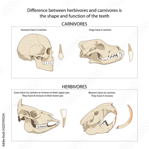 Difference between herbivores and carnivores is
the shape and function of the teeth