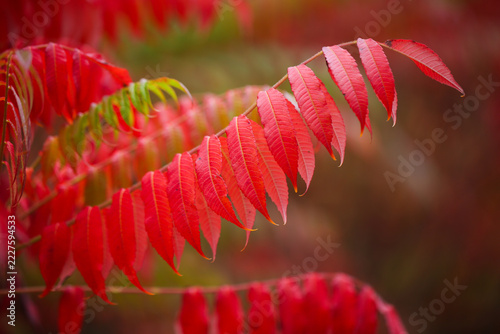 Vibrant Red Staghorn Sumac (Rhus typhina) Beside a Gravel Path in Autumn