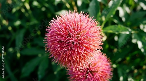 Image showcases a close-up view of vibrant, spherical flowers with a striking appearance. These flowers are characterized by their dense clusters of thin, spiky petals, predominantly in shades of brig