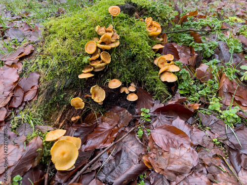 Irish yellow mushroom first spring fungus in Ireland
