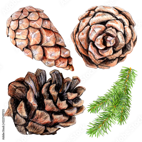 Closed Fir cone drawn with color pencils. side view.