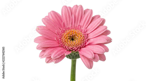 Single pink gerbera daisy flower with a vibrant yellow center isolated on a white background